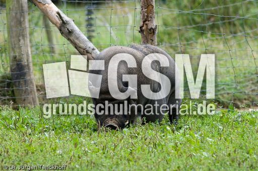 Hängebauchschwein (15 von 37).jpg